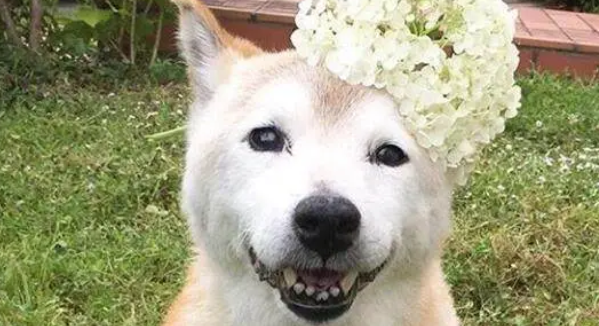 16岁柴犬即将去世,猫咪时刻陪伴它,做出的反应令人泪如泉涌 16岁柴犬即将去世,猫咪时刻陪伴它,做出的反应令人泪如泉涌