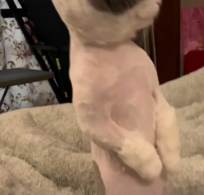 主人:老感觉半夜有人坐在床头盯着我看,猫:你是在说我吗? 主人:老感觉半夜有人坐在床头盯着我看,猫:你是在说我吗?