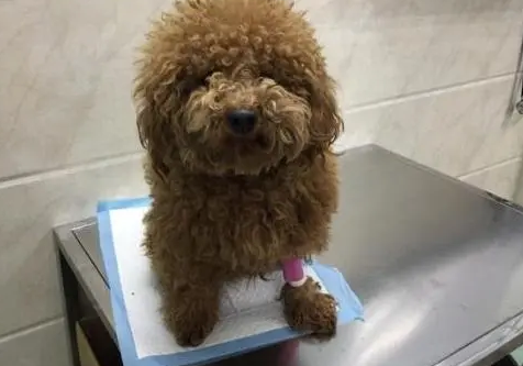 泰迪胰腺炎的症状及治疗方法