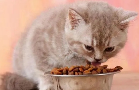小猫多久可以吃猫粮
