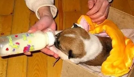 一个月幼犬喂养方法 一个月幼犬喂养方法