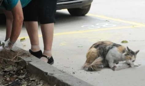 有人虐猫可以报警吗