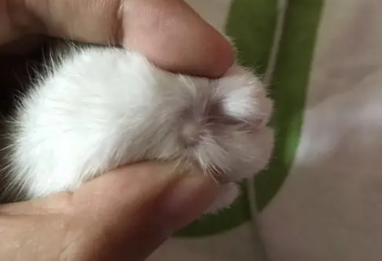 幼猫抓到手怎么办