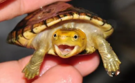 白唇蛋龟是深水龟吗
