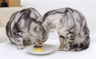 小猫能吃什么人类的食物