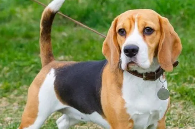 比格犬特点，大部分是帅哥和靓妹