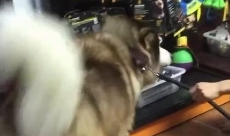 阿拉斯加被三只小猫吓得弹飞出去,主人:太丢狗脸了 阿拉斯加被三只小猫吓得弹飞出去,主人:太丢狗脸了