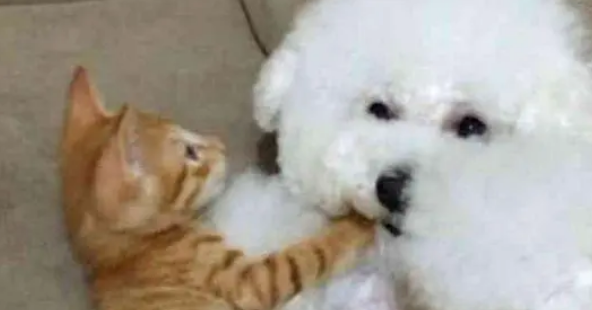 担心比熊孤单,买了一只小奶猫回来,一年之后的画面差点惊到主人 担心比熊孤单,买了一只小奶猫回来,一年之后的画面差点惊到主人