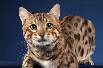 澳大利亚“猫克星”团体捕杀流窜猫 网晒死猫引争议