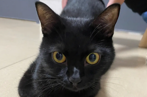 一万只黑猫有一只玄猫