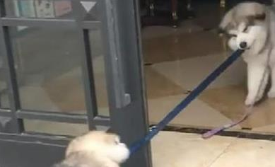 阿拉斯加来串门要回家了,同伴舍不得它,咬着人家狗绳不撒手 阿拉斯加来串门要回家了,同伴舍不得它,咬着人家狗绳不撒手