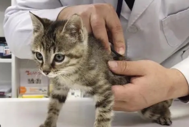 小猫几个月打疫苗 小猫几个月打疫苗