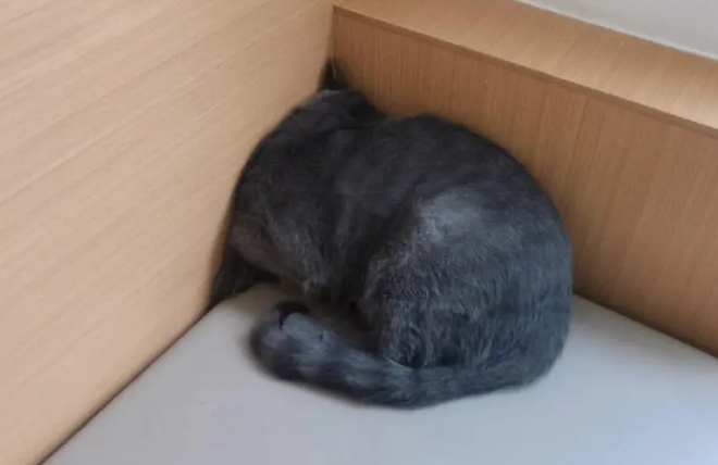 小猫社恐怎么办 小猫社恐怎么办
