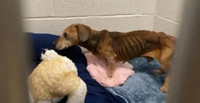 腊肠犬饿晕在路边,瘦到只有13斤,救助后才明白为何被丢弃 腊肠犬饿晕在路边,瘦到只有13斤,救助后才明白为何被丢弃