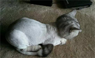 小猫换胎毛前后对照