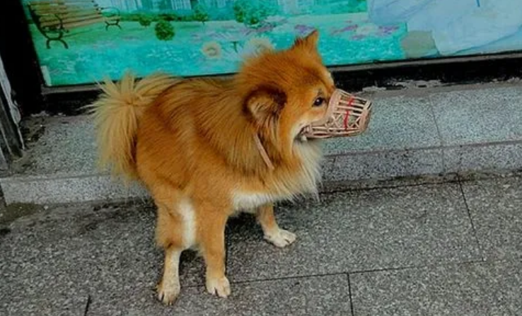 英语下猫下狗什么意思 英语下猫下狗什么意思