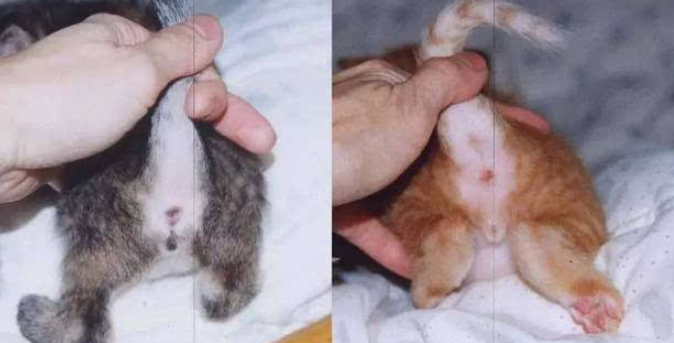 雄猫和雌猫的区别图片 雄猫和雌猫的区别图片