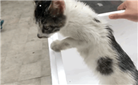 在拼多多100块买的猫