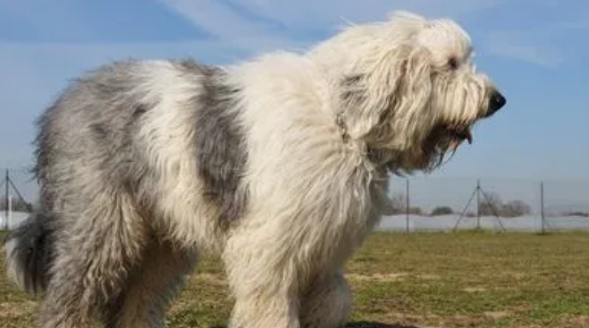 古代牧羊犬掉毛吗 不能喂食太咸的食物