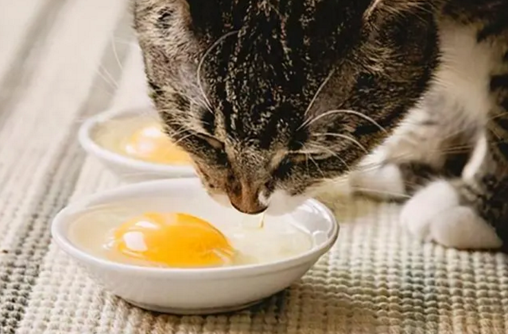 小猫能吃蛋黄吗