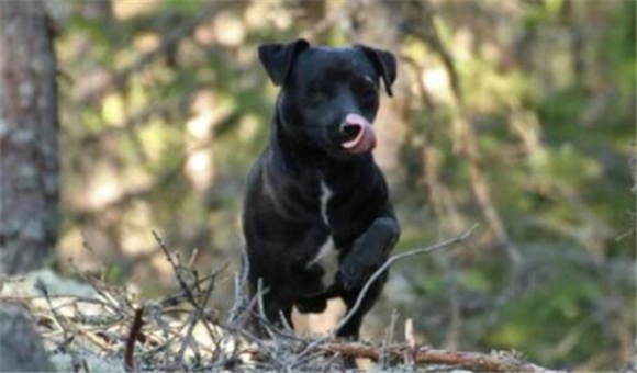 帕特大勒梗犬详细资料 帕特大勒梗犬详细资料