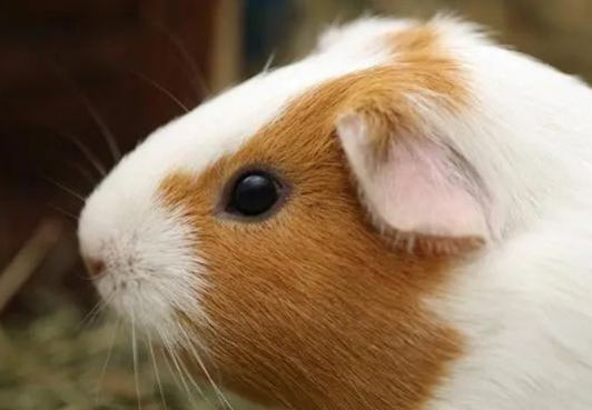 荷兰猪饲养秘籍:从吃到住,全方位指南! 荷兰猪饲养秘籍:从吃到住,全方位指南!