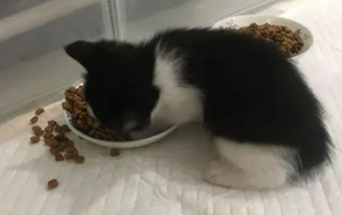 一个月的小猫可以吃什么东西 一个月的小猫可以吃什么东西