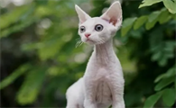 德文卷毛猫适合新手养吗