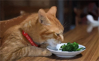小猫可以吃什么