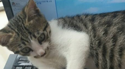 猫咪与电脑争风吃醋,铲屎官还有些小开心呢!猫咪:你到底要谁 猫咪与电脑争风吃醋,铲屎官还有些小开心呢!猫咪:你到底要谁