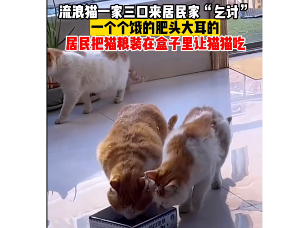 猫咪爱吃面条,每天都去面馆“化缘”,网友:今天吃点面条,拌点猫粮卤子~ 猫咪爱吃面条,每天都去面馆“化缘”,网友:今天吃点面条,拌点猫粮卤子~