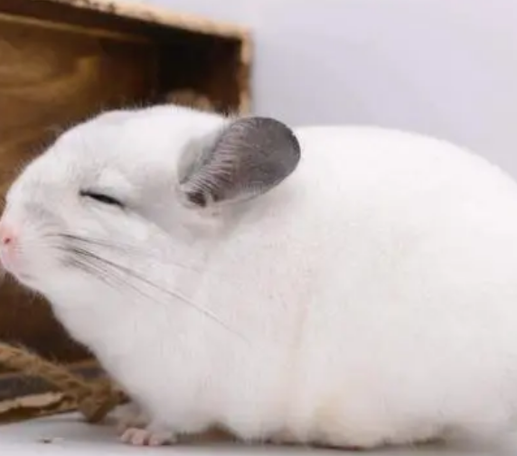 龙猫能放养吗 一般不建议龙猫放养因为龙猫太小了 龙猫能放养吗 一般不建议龙猫放养因为龙猫太小了