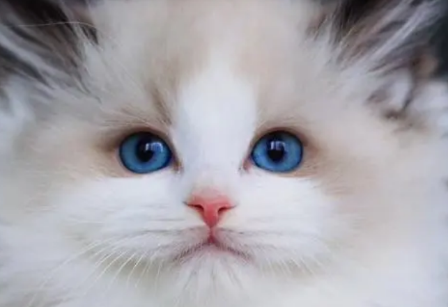 布偶猫眼睛有几种颜色