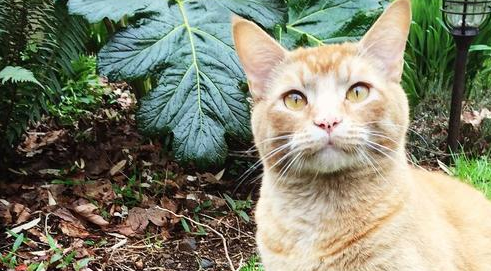 橘猫为了报答收养之恩,每日偷东西回家,主人被迫做失物招领 橘猫为了报答收养之恩,每日偷东西回家,主人被迫做失物招领