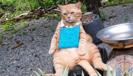 一只橘猫成为了“最火水果老板”,演绎爱买不买的态度 一只橘猫成为了“最火水果老板”,演绎爱买不买的态度