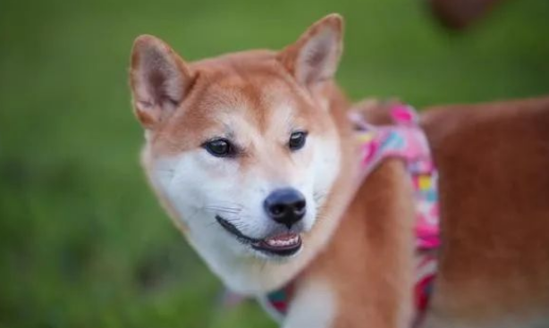 养柴犬,圆脸有技巧!掌握这几点,让你的狗狗更迷人! 养柴犬,圆脸有技巧!掌握这几点,让你的狗狗更迷人!