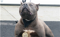 世界最凶猛的犬前10名