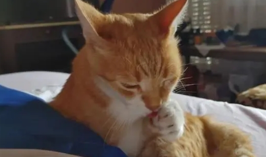 小猫总是发出咕噜咕噜的声音