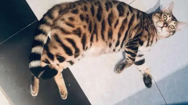外出5天，我家猫在家给自己做饭......