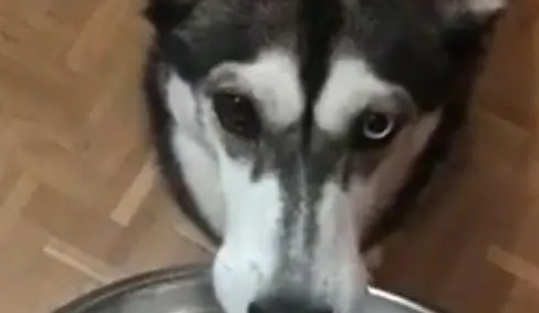 这是我见过的最有礼貌的哈士奇,不接受任何反驳 这是我见过的最有礼貌的哈士奇,不接受任何反驳