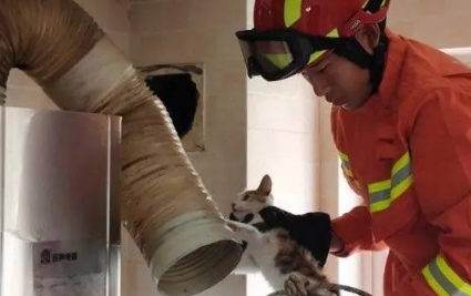 小猫进高层烟道了怎么办