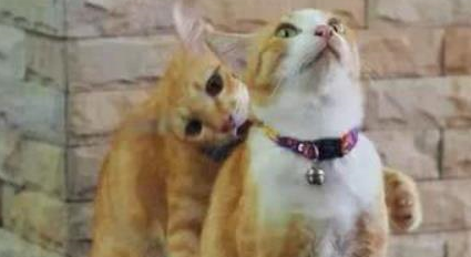 两只橘猫感情很好，一只去世后，另一只天天在窗口等伙伴回家