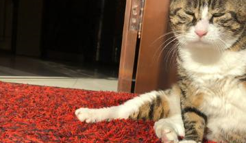 隔壁橘猫和花猫闹别扭，花猫幽怨的坐了一晚上：它是不是嫌我胖了