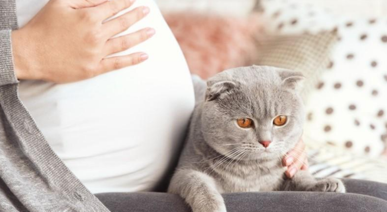 孕妇能养猫咪么 孕妇能养猫咪么