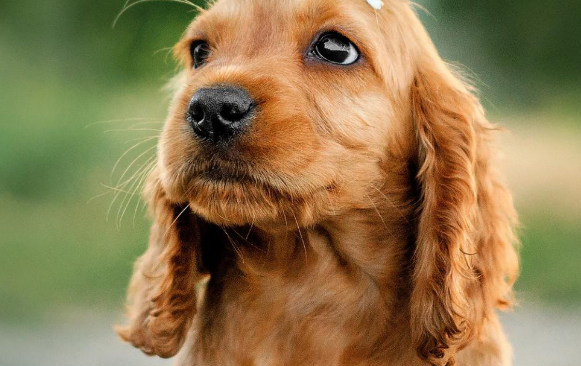宠物犬咬人,责任谁来担? 宠物犬咬人,责任谁来担?