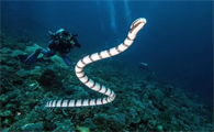 海蛇alpha饲养指南