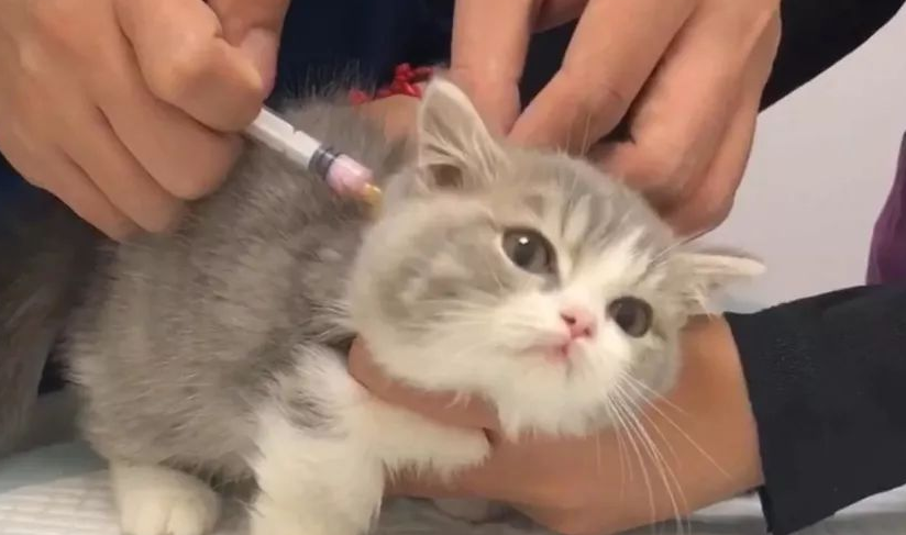 小猫疫苗什么时候开始打 小猫疫苗什么时候开始打