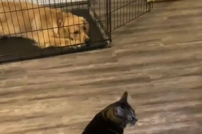 小猫咪太有心计,设计将狗狗引诱进笼子关好,只为独占主人宠爱 小猫咪太有心计,设计将狗狗引诱进笼子关好,只为独占主人宠爱