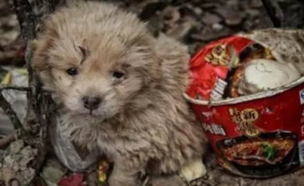 中华田园犬躲在垃圾堆里，畏畏缩缩十分害怕，最后结局暖心