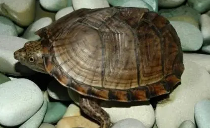 可以给乌龟吃虾皮吗 可以给乌龟吃虾皮吗